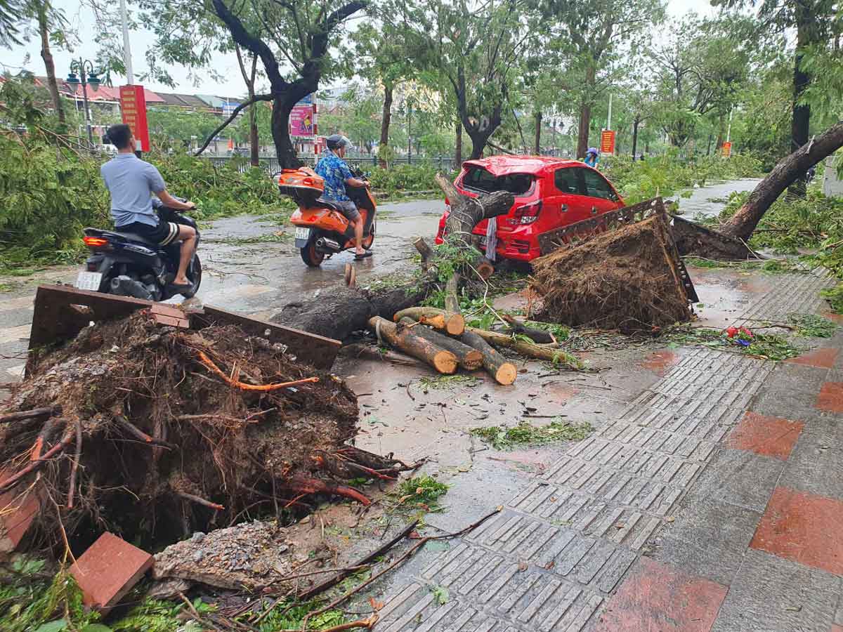 Nhiều cây cổ thụ đổ đè vào dây điện. Ảnh: Đại An