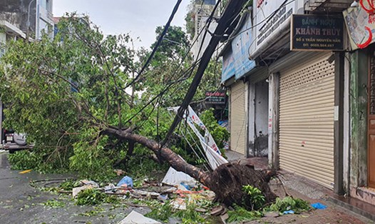 Cây xanh đổ gây sự cố điện trên đường Nguyễn Đức Cảnh, Hải Phòng. Ảnh: Mai Chi