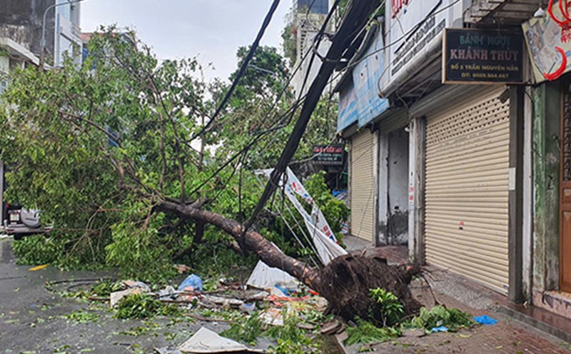 Cây xanh đổ gây sự cố điện trên đường Nguyễn Đức Cảnh, Hải Phòng. Ảnh: Mai Chi