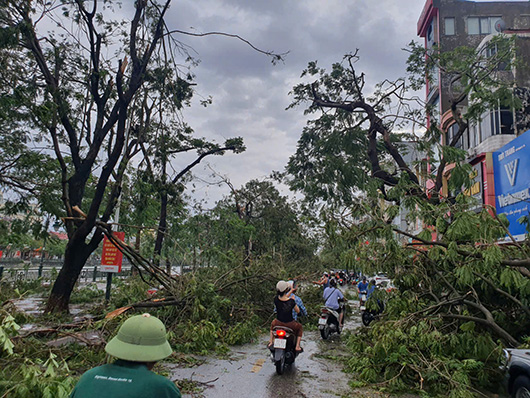 Thousands of trees were broken. Photo: Mai Chi