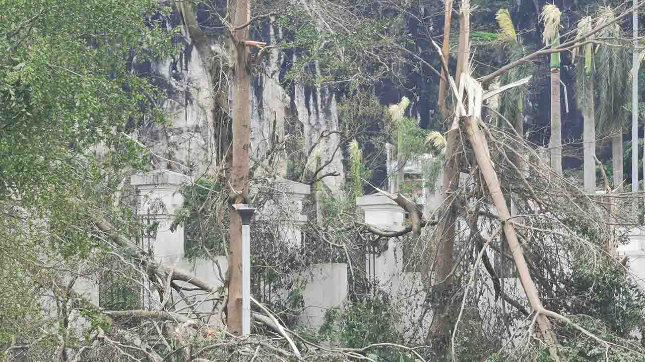 Hàng loạt cây đổ trên đường Nguyễn Văn Cừ. Ảnh: Đoàn Hưng