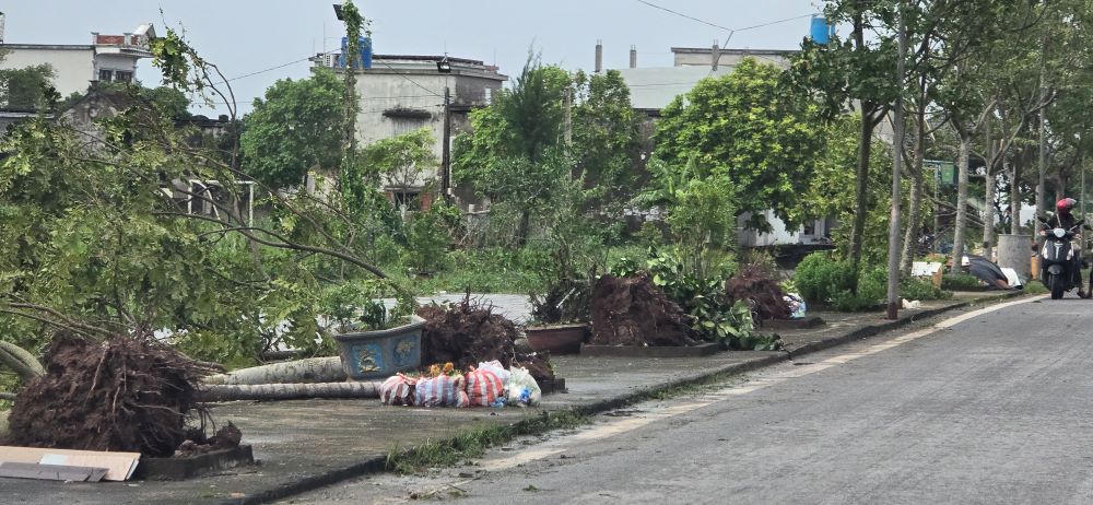 Many trees fell and broke in Tay Phong, Nam Ha, and Nam Hai communes of Tien Hai district, Thai Binh province. Photo: Trung Du