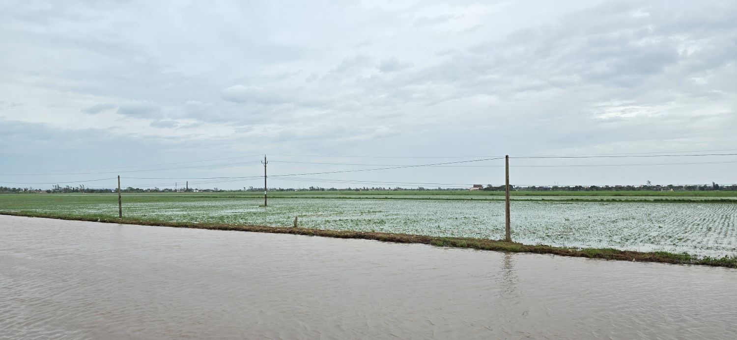 Winter-spring rice in Tien Hai district, Thai Binh province was flooded after storms and rains. Photo: Trung Du