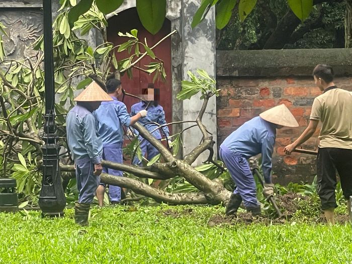 Tại Văn Miếu - Quốc Tử Giám (Đống Đa), ban quản lý đã đóng cửa di tích để thu dọn cây xanh đổ trong khuôn viên. Các biển quảng cáo, chỉ dẫn bị bão quật đổ. 