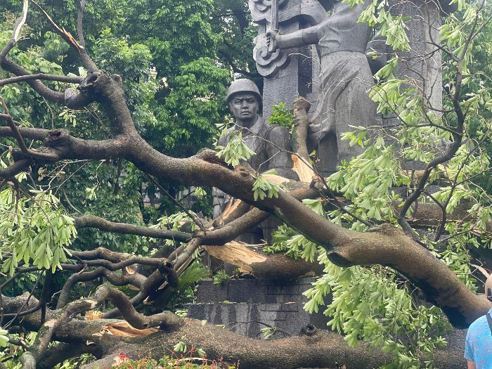 A large tree fell across the monument “Determination to die for the country” in Hang Dau flower garden, Hoan Kiem. Photo: Hoang Hue