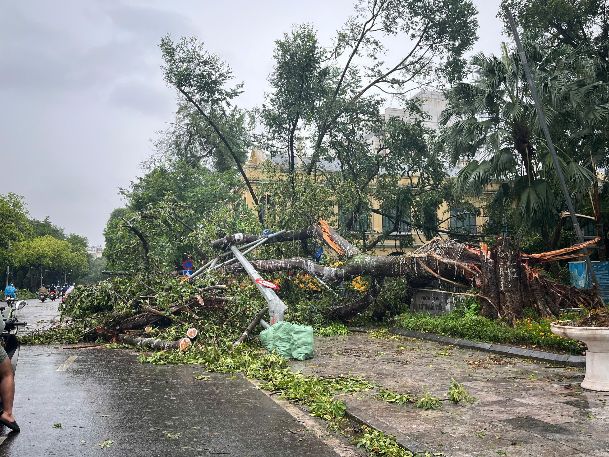 A large tree was uprooted in the Ly Thai To flower garden. Inside, the fallen trees in front of the Ly Thai To King statue have been cleaned up. Photo: Chi Tran