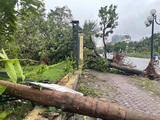 Cảnh tượng tan hoang, cây đổ ngổn ngang sau cơn bão số 3. Ảnh: Hoàng Xuyến/ Tùng Giang.