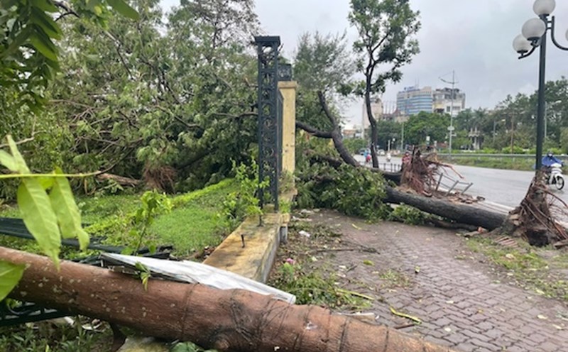 Cảnh tượng tan hoang, cây đổ ngổn ngang sau cơn bão số 3. Ảnh: Hoàng Xuyến/ Tùng Giang.