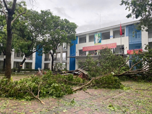 Trees fell due to the impact of storm No. 3 at Yen Thuong Secondary School. Photo: Den Phu