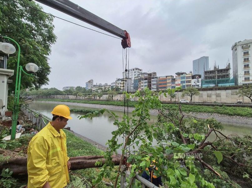 Cây xanh bật gốc, ngã đổ xuống sát bờ sông Tô Lịch. Ảnh: Phan Anh 