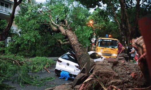 Ôtô hỏng nặng do cây đổ trong bão số 3. Ảnh: Hoàng Xuyến