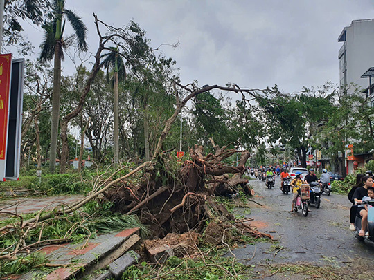 An ancient tree was uprooted on Nguyen Duc Canh Street, Hai Phong. After the storm, thousands of trees were uprooted and broken, including hundreds of ancient trees.