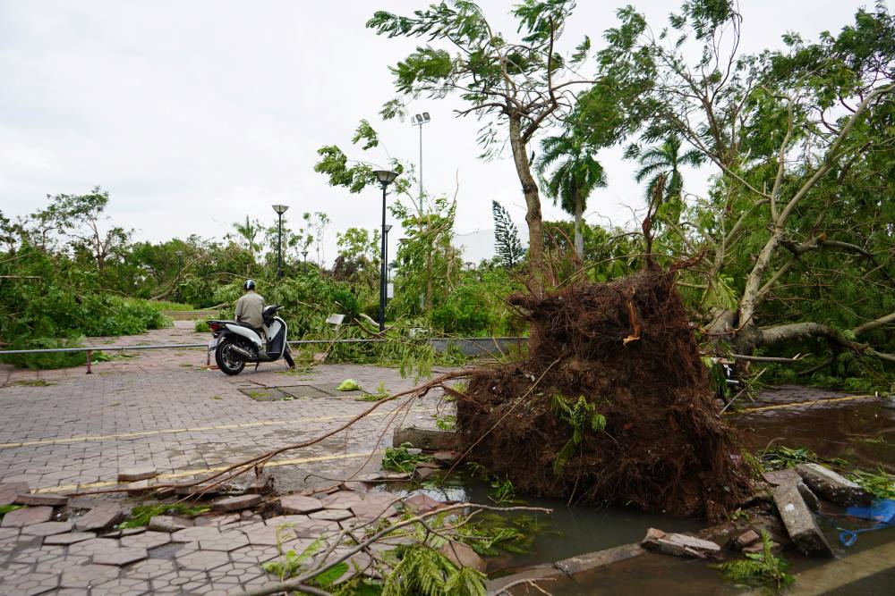 The park area at the foot of Rao 1 bridge, 70 Lach Tray park, and the Viet Tiep Friendship Cultural Palace park were all devastated, with trees and ornamental plants uprooted and lying scattered. Mr. Pham Van Tuan (64 years old, Le Chan district) was heartbroken - Yesterday, while taking shelter from the storm at home, I heard the news that the city was severely damaged. This morning, I went out and felt very sad to see the devastated streets, everything had completely changed after only 1 day of the storm.