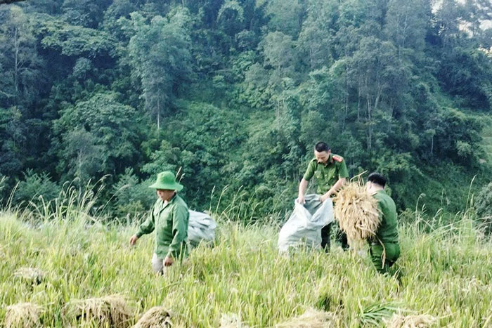 Hỗ trợ người dân thu hoạch hoa màu trước khi bão về. Ảnh: Đơn vị cung cấp