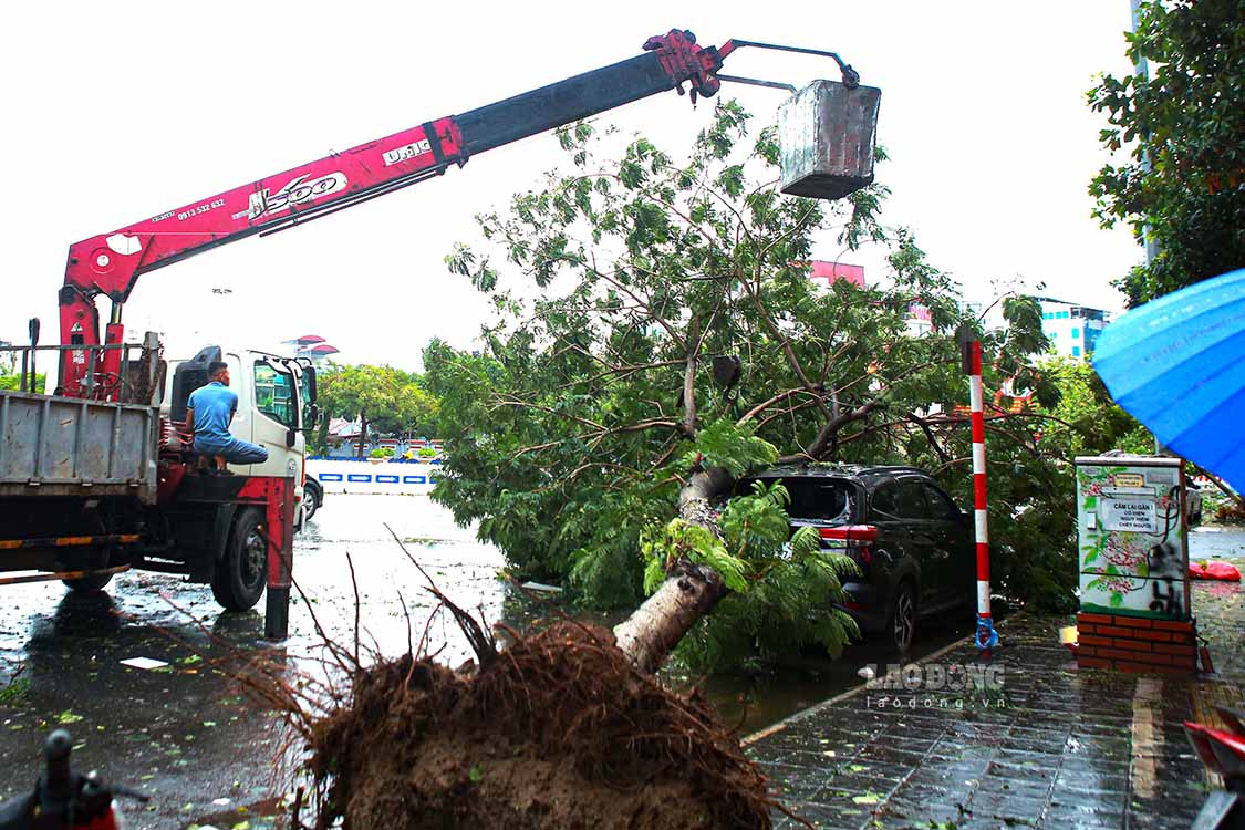 To overcome the damage caused by storm No. 3, Chairman of Hanoi People's Committee Tran Sy Thanh directed that functional units need to closely coordinate with districts and towns, with the number one priority being to quickly restore traffic. Today, Sunday, the traffic system must be restored so that people can go to work and live normally on Monday.