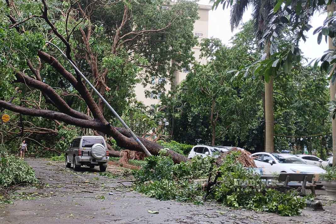 Khu vực Văn Quán, Hà Đông cũng trong tình cảnh tương tự, các cây có đường kính lớn đổ rạp, chắn ngang lối đi.