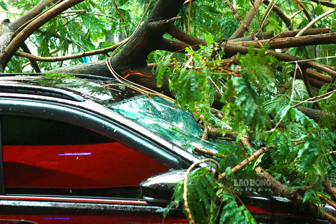 On Tran Dang Ninh Street (Cau Giay), a car parked overnight also had a large tree fall on the front of the car, breaking the glass.