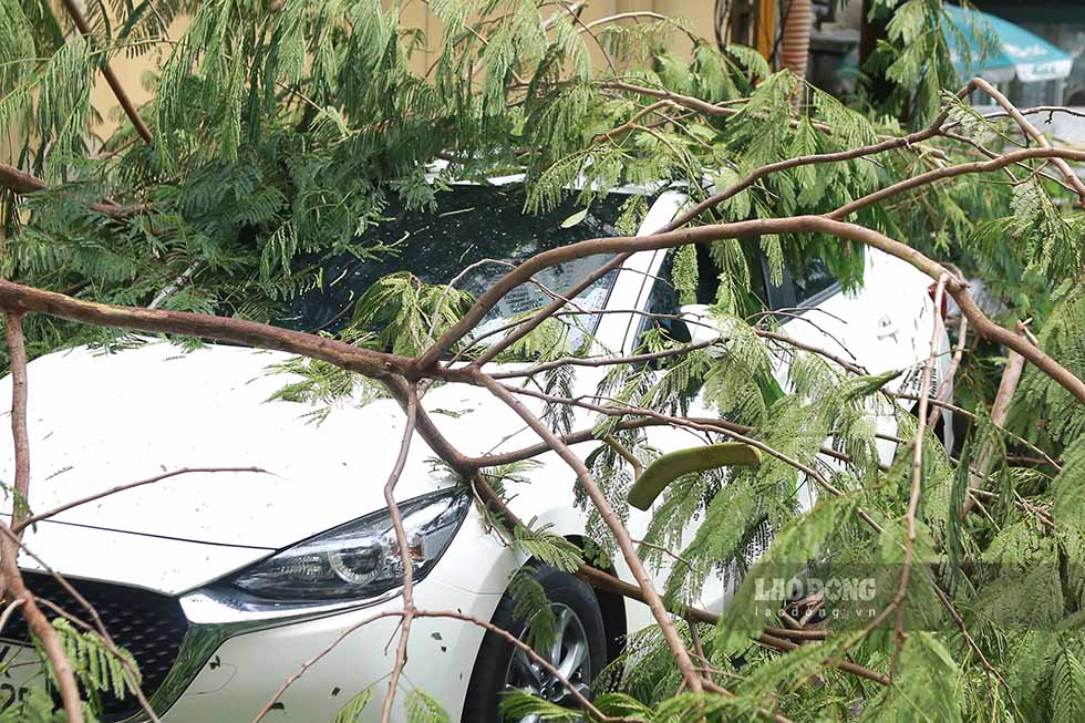 In the area near My Dinh Street (Nam Tu Liem, Hanoi), cars parked near trees were also crushed by the trees.