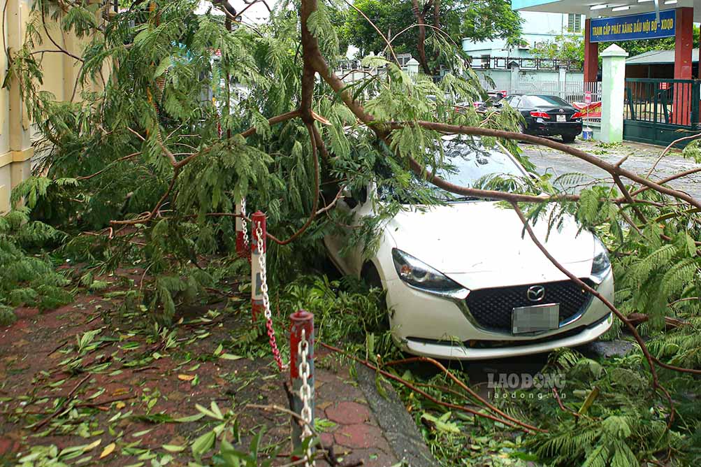 Locals said that after learning about the storm, many vehicle owners tried to move their cars to a more open area. However, when Typhoon Yagi swept through with such strong winds, the roofs flew everywhere and trees fell in large numbers, hitting many cars.