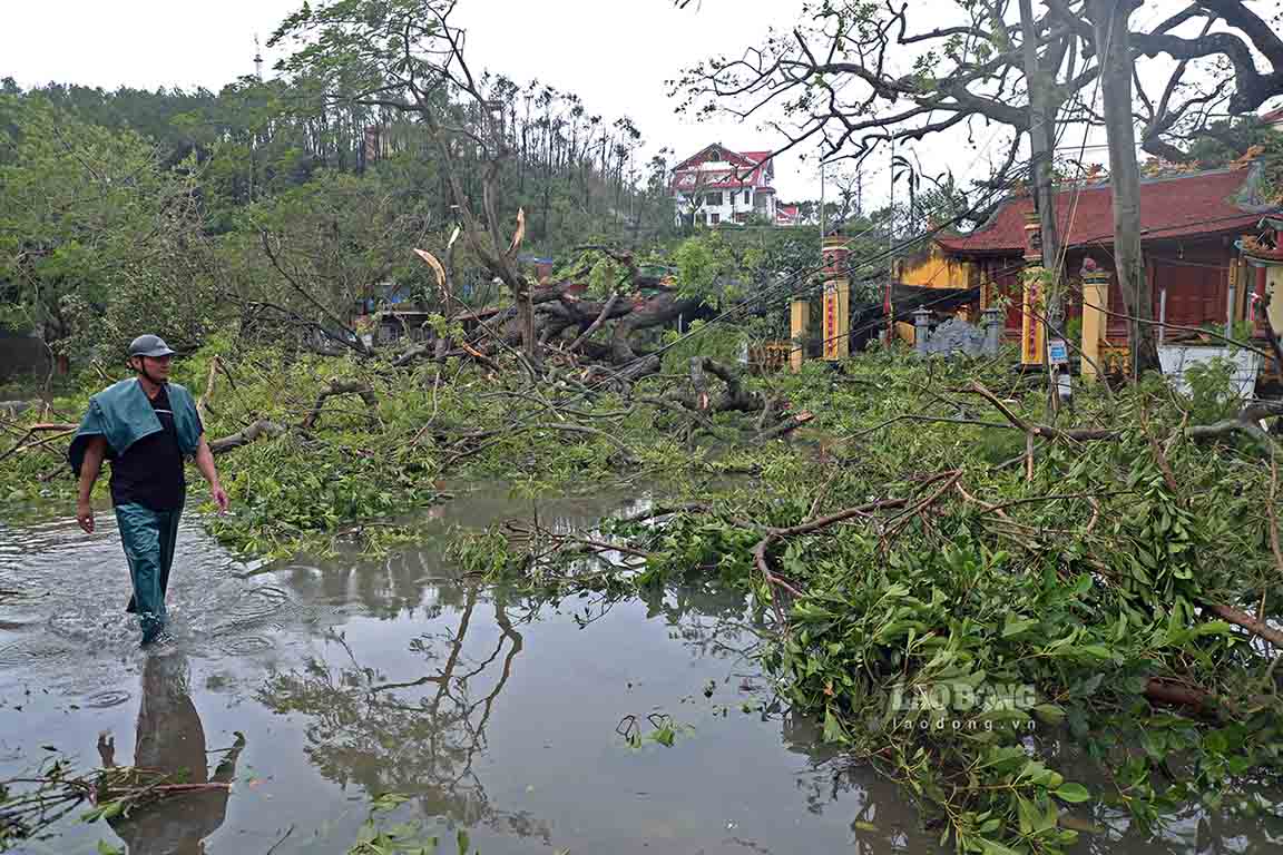 Many ancient trees over 100 years old on Van Hoa Street (Do Son District) have been knocked down by the storm.