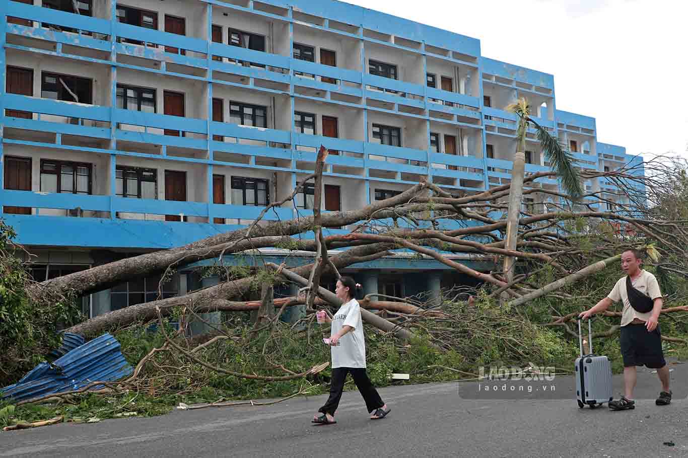 An ancient tree was uprooted and fell right next to a hotel in Do Son.