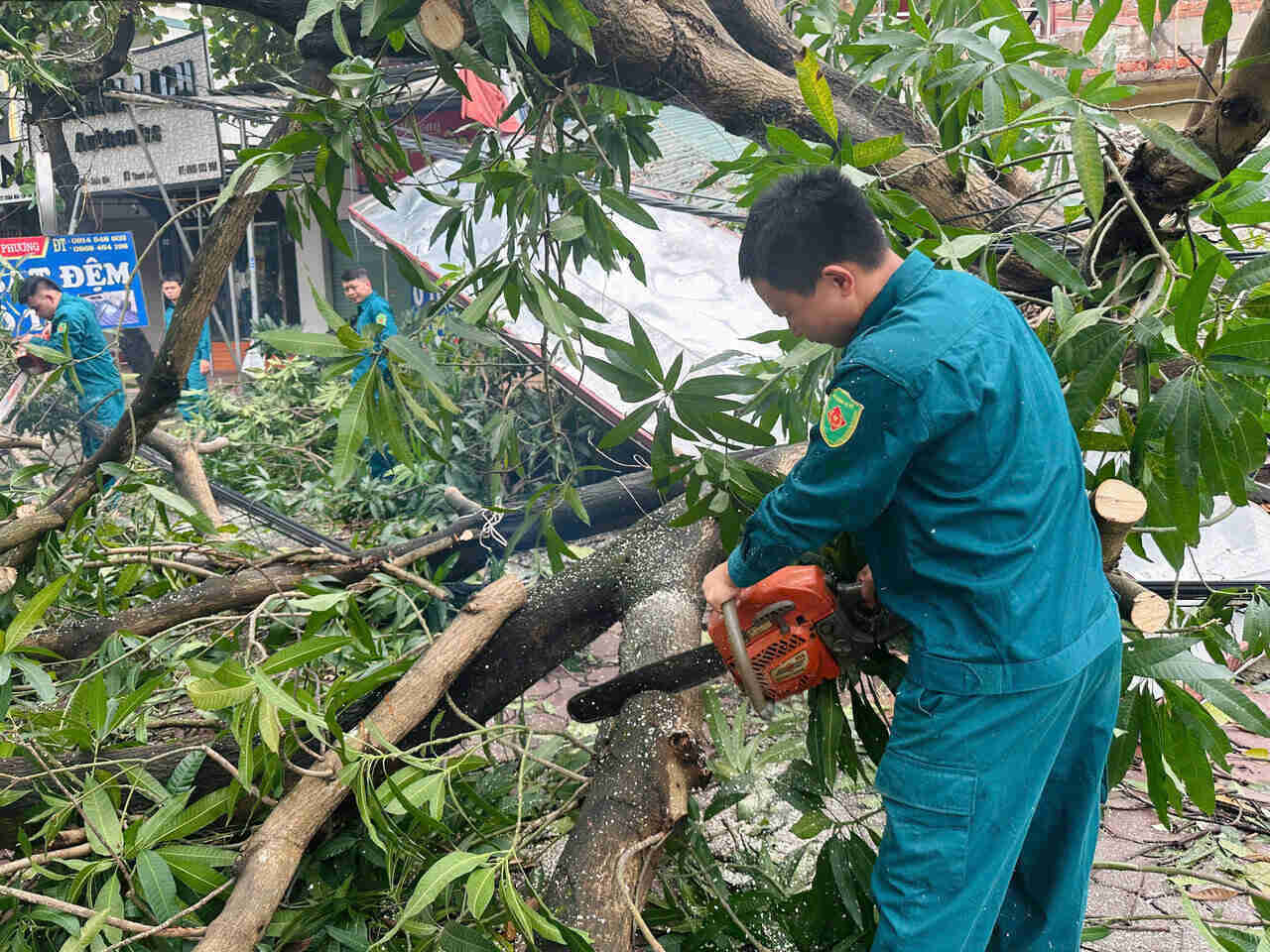 Ông Nguyễn Văn Phê, Chỉ huy trưởng Ban Chỉ huy Quân sự thị trấn Xuân Mai cho biết: “Để khắc phục hậu quả của bão số 3 Yagi từ 2h30 sáng 8.9 chúng tôi đã huy động lực lượng dân quân tự vệ với 120 người đi làm từ sáng sớm. Theo thống kê đến thời điểm này, khu vực thị trấn có khoảng 200 cây cổ thụ lớn bị đổ do bão, nhiều cây đổ vào nhà dân gây thiệt hại.”