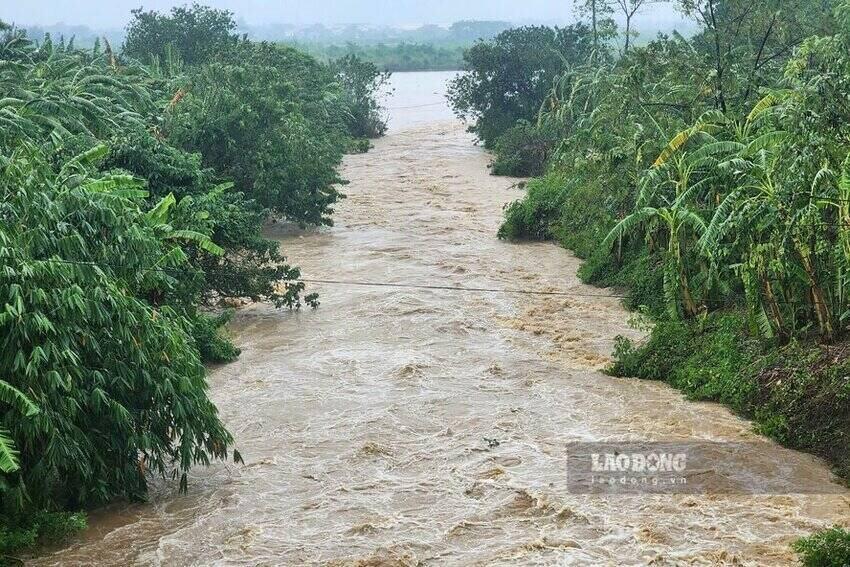 According to Lao Dong Newspaper reporters, along the Red River section through Phu Tho province, many rivers, streams, and other tributaries are simultaneously pouring flood water into the Red River.