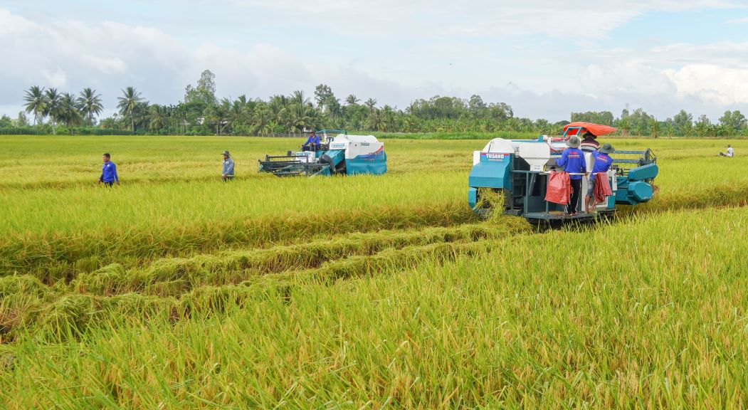 Nông dân thu hoạch lúa chất lượng cao, giảm phát thải tại tỉnh Sóc Trăng. Ảnh: Phương Anh