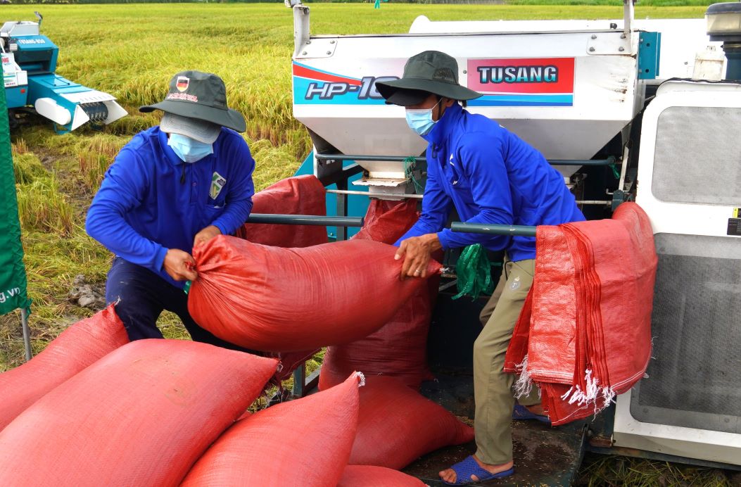 Farmers growing high-quality, emission-reducing rice are linked with businesses to purchase their rice. Photo: Phuong Anh