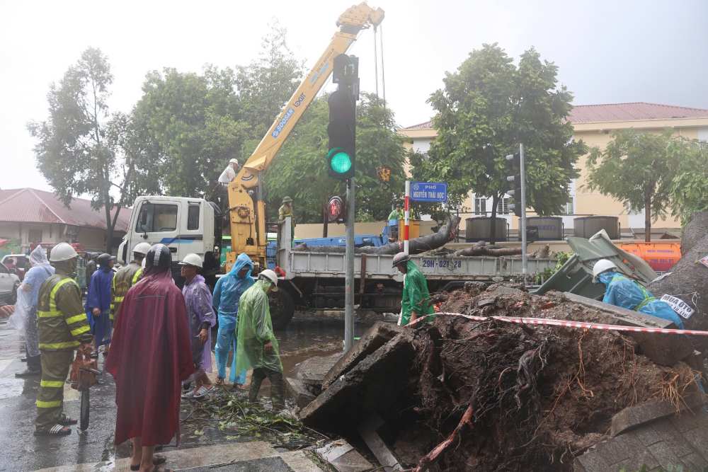 On the afternoon of September 8, staff of Hanoi Parks and Trees Company handled a fallen ancient tree on Nguyen Thai Hoc Street. Photo: Viet Lam