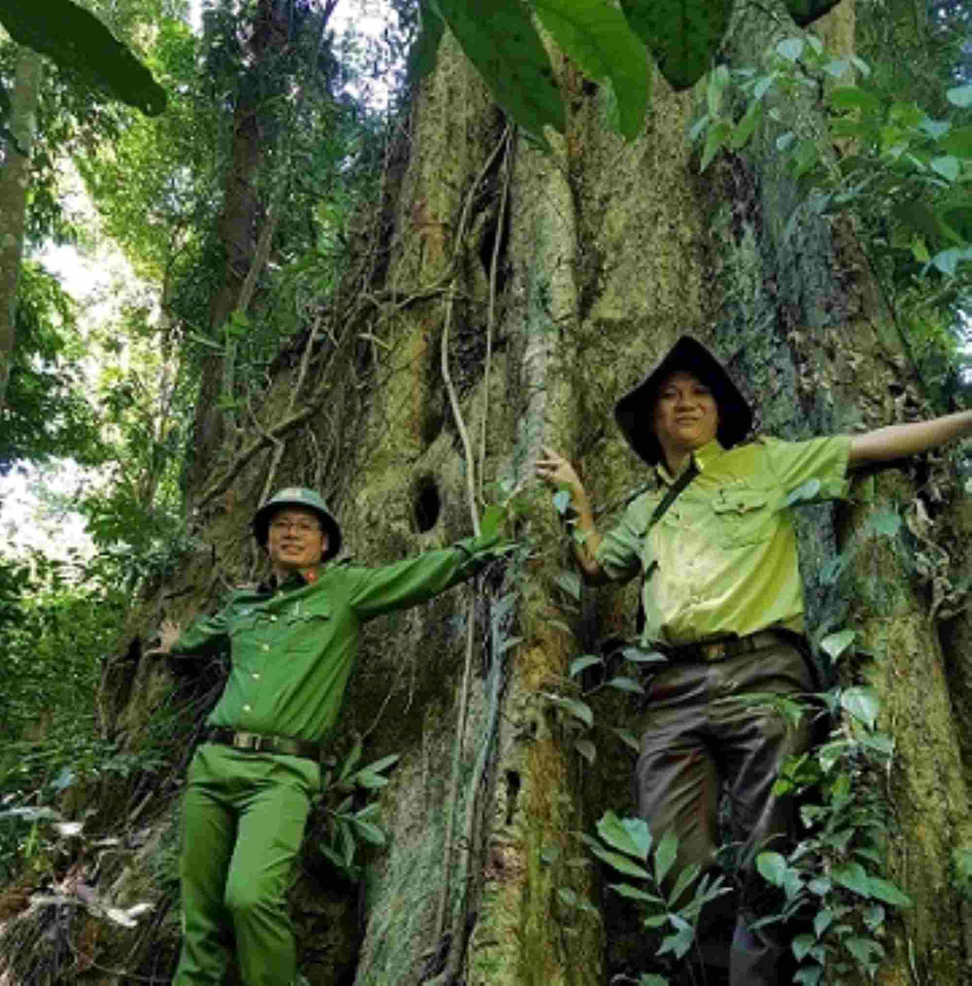 Gia Lai giữ được rừng sẽ thu được lợi nhuận từ bán tín chỉ carbon. Ảnh: THANH TUẤN