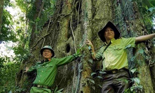 Gia Lai giữ được rừng sẽ thu được lợi nhuận từ bán tín chỉ carbon. Ảnh: THANH TUẤN