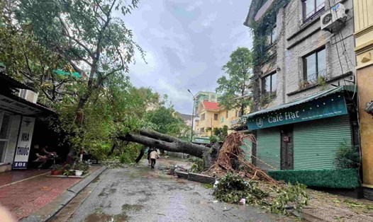 Nhiều tuyến đường của Hà Nội cây xanh đổ, môi trường sẽ ô nhiễm gây ra nhiều dịch bệnh sau khi bão tan. Ảnh: Hà Lê