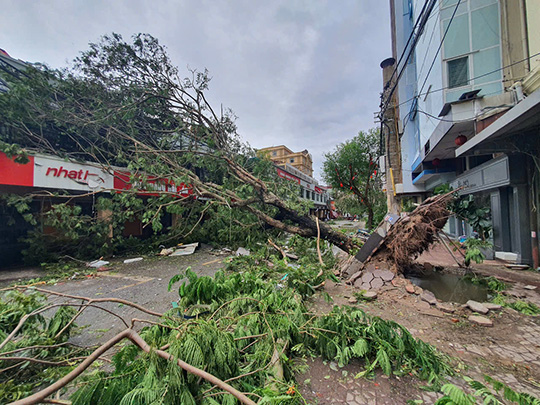 Trees fall after storm in Hai Phong. Photo: Mai Chi