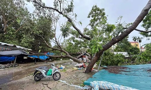 Cảnh cây gãy đổ sau cơn bão số 3 tại thôn Đại Đồng, xã Đại Mạch, huyện Đông Anh, Hà Nội (ảnh chụp sáng 8.9). Ảnh: Nhân vật cung cấp