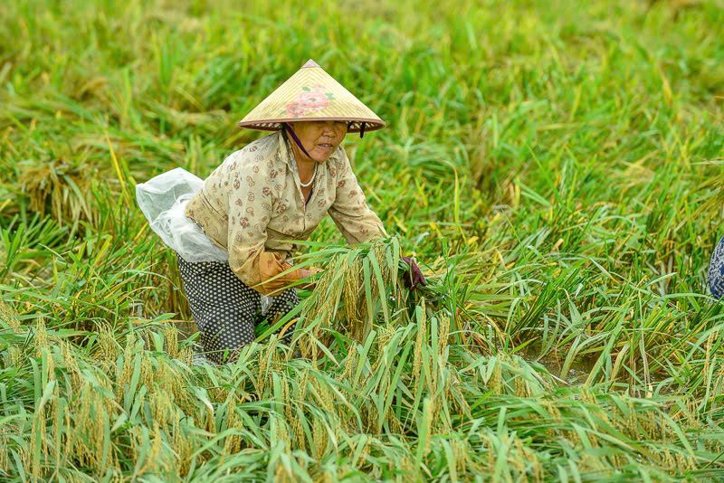 People in My Khe village, Ba Dinh commune, Nga Son district harvest rice that was damaged by the storm. Photo: Minh Hoang