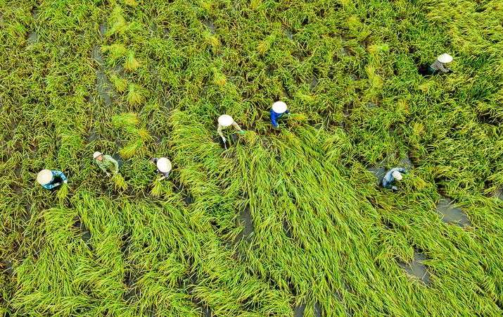People in Nga Son district (Thanh Hoa) harvest early rice due to the collapse after storm No. 3. Photo: Minh Hoang