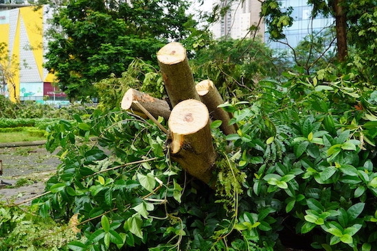 According to statistics from Hanoi Amsterdam High School for the Gifted, the entire school had 17 uprooted trees, 17 uprooted trees, 30 trees with broken tops and branches, 25 ornamental plant pots broken by the wind, 3 high-pressure lamps damaged beyond repair, 2 broken iron fences,... Photo: Van Trang