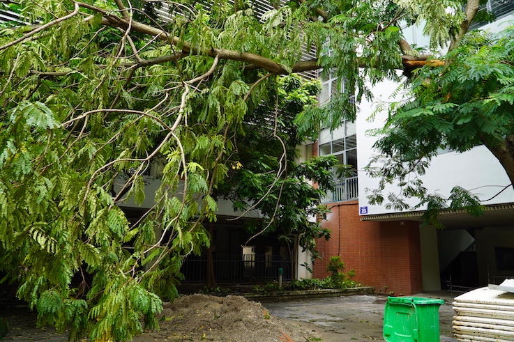 Trees that have fallen at a 45-degree angle pose many potential risks to the safety of teachers and students. Photo: Van Trang