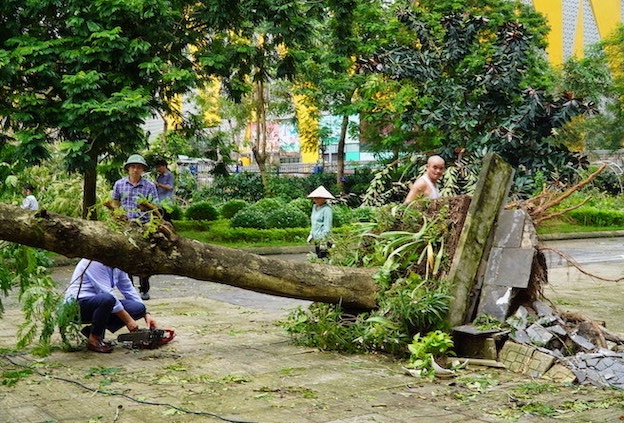 Tree uprooted in the middle of the yard