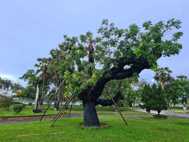 Bài học từ việc cứu cây xanh bị bật gốc ở Huế 4 năm trước
