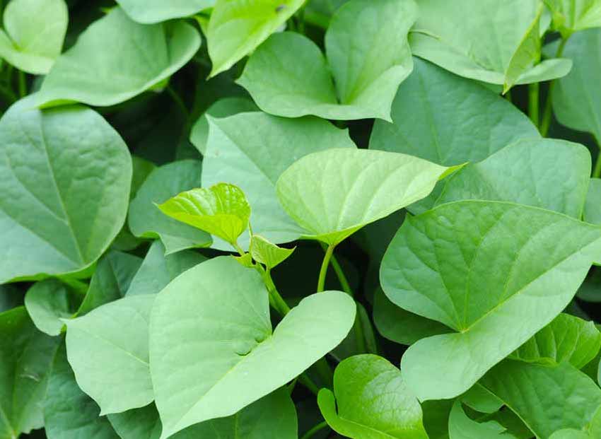 Sweet potato leaves are chosen by many people to add to their diet. Photo: Lan Minh