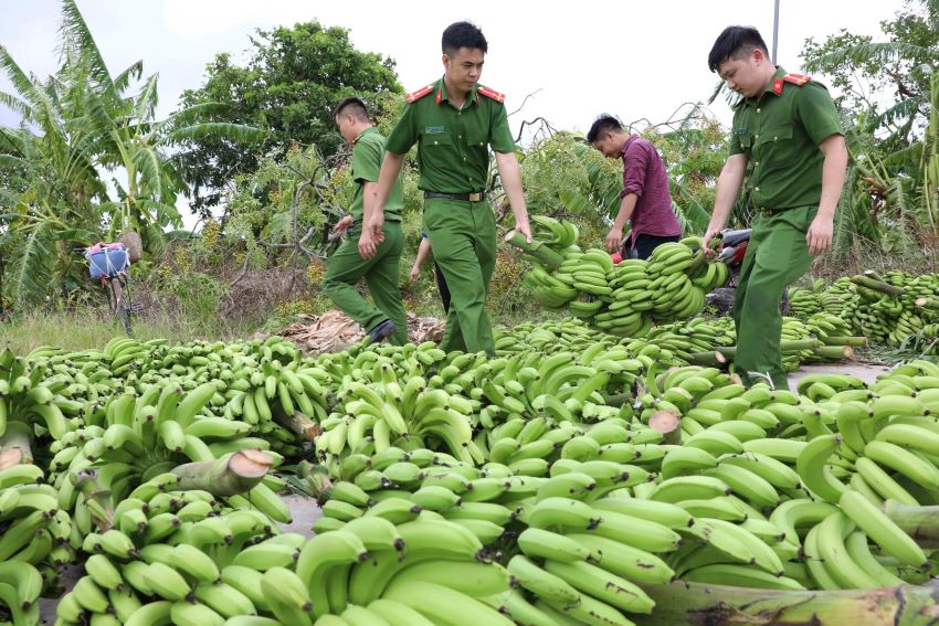 Công an huyện Hưng Hà (tỉnh Thái Bình) giúp người dân xã Hồng An dọn dẹp, thu dọn hàng trăm ha cây chuối, buồng chuối bị bão số 3 Yagi quật đổ. Ảnh: Nam Hồng