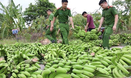 Công an huyện Hưng Hà (tỉnh Thái Bình) giúp người dân xã Hồng An dọn dẹp, thu dọn hàng trăm ha cây chuối, buồng chuối bị bão số 3 Yagi quật đổ. Ảnh: Nam Hồng