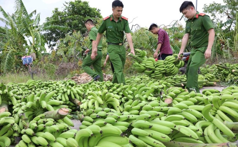 Công an huyện Hưng Hà (tỉnh Thái Bình) giúp người dân xã Hồng An dọn dẹp, thu dọn hàng trăm ha cây chuối, buồng chuối bị bão số 3 Yagi quật đổ. Ảnh: Nam Hồng