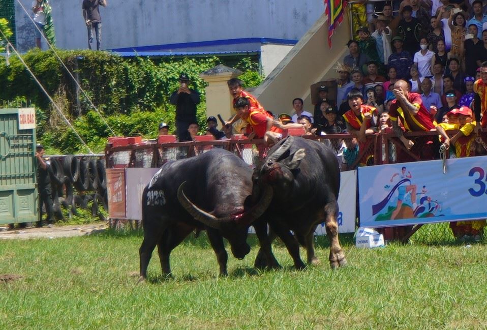 Đồ Sơn lùi lịch tổ chức vòng chung kết lễ hội chọi trâu do ảnh hưởng bão số 3. Ảnh: Mai Dung