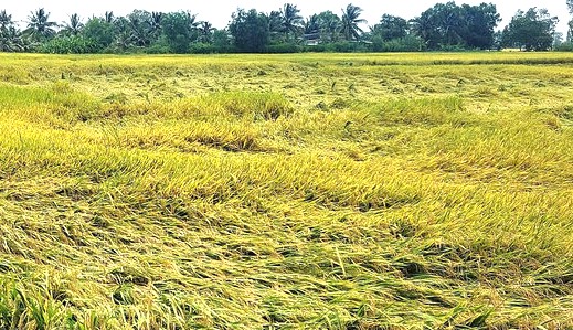 Prolonged rains have damaged over 8,000 hectares of rice in Bac Lieu province, affecting productivity. Photo: Nhat Ho