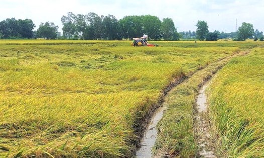 Tranh thủ trời nắng nông dân Bạc Liêu thu hoạch lúa vào ngày 9.9 dù giá có giảm so với trước bão số 3. Ảnh: Nhật Hồ