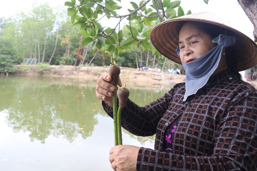 Bà Lê Thị Lặn (thôn Hà Liên, phường Ninh Hà, Thị xã Ninh Hòa, Khánh Hòa) hằng ngày vẫn miệt mài phủ xanh rừng đước trên đầm Nha Phu. Ảnh: Phương Linh