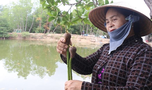 Bà Lê Thị Lặn (thôn Hà Liên, phường Ninh Hà, Thị xã Ninh Hòa, Khánh Hòa) hằng ngày vẫn miệt mài phủ xanh rừng đước trên đầm Nha Phu. Ảnh: Phương Linh
